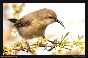 Female-Sunbird-1