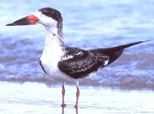 a black skimmer (lower part of the beak is longer)