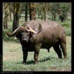 african-buffalo-150x150