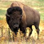 american-buffalo-150x150