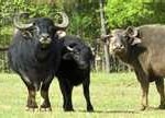 asian-water-buffalo-150x108