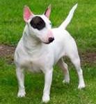 bull-terrier1-138x150