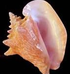 conch-143x150 (1)