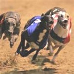 dog-race-150x150
