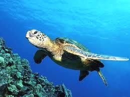 images (12)