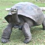 largest-tortoise-150x150