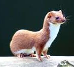 least-weasel-150x136