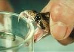 milking-a-snake-150x106