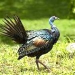 ocellated-turkey1-150x150