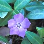 periwinkle1-150x150