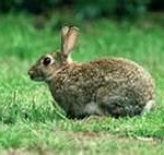 rabbit-or-hare-150x142