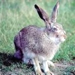rabbit-or-hare2-150x150