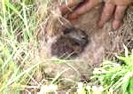 rabbit-or-hare3-150x106