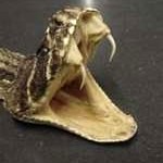 snake-fangs1-150x150