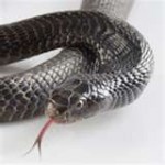 snake-tongue-150x150