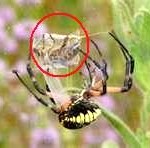 spider1-150x148
