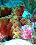 sponges3-120x150