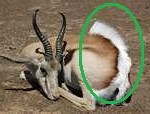 springbok6-150x114