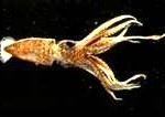 squid41-150x106 (1)