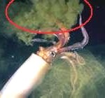 squid5-150x140