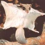 squirrel3-150x150