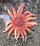 starfish1-129x150