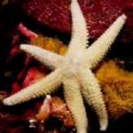 starfish4-150x150