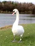 swan-113x150