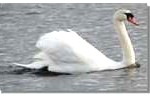 swan1-150x98