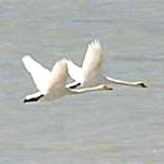 swan2-150x150