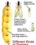 termite3-118x150 (1)