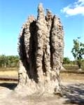 termite5-120x150
