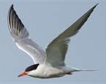 tern3-150x120
