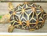 tortoise6-150x116