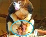 tree-kangaroo2-150x120
