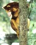 tree-kangaroo41-120x150