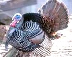 turkey1-150x118