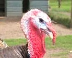 turkey3-150x120