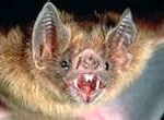 vampire-bat1-150x110
