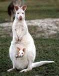 wallaby1-118x150