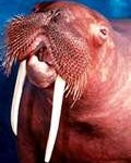 walrus2-120x150