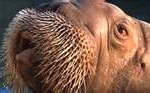 walrus4-150x93