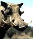 warthog4-128x150