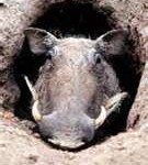 warthog6-135x150
