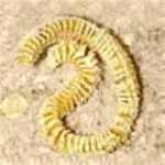 whelk-egg-case-150x150