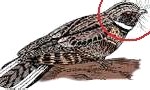 whippoorwill-150x90