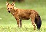 wild-dog2-150x104