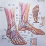 anatomist1