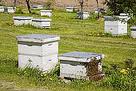 apiarist2