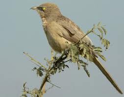 babbler